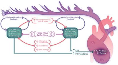 Mechanobiological Feedback in Pulmonary Vascular Disease